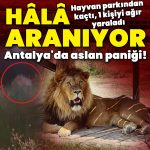 Antalya’da aslan paniği! Hayvan parkından kaçtı, 1 kişiyi ağır yaraladı!